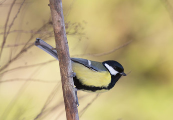 Parus major (Great tit).