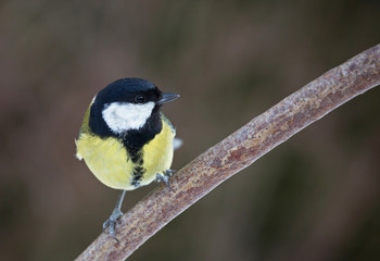 Obraz premium Parus major (Great tit).