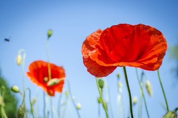 Red poppies in the flowering season