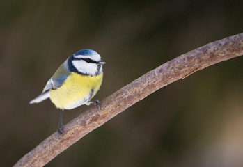 Blue tit (Cyanistes caeruleus)
