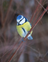 Blue tit (Cyanistes caeruleus)