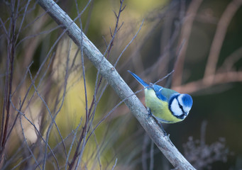 Blue tit (Cyanistes caeruleus).