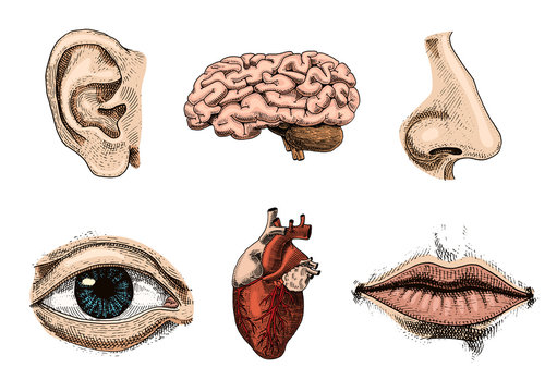 Human biology, organs anatomy illustration. engraved hand drawn in old sketch and vintage style. face detailed kiss or lips and ear, eye or view, look with nose.