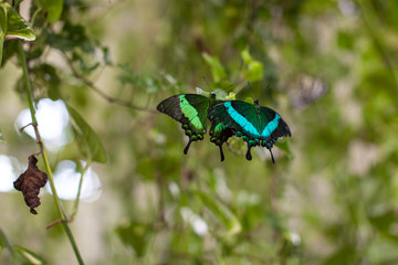 Shot of butterfly perched on a leaf