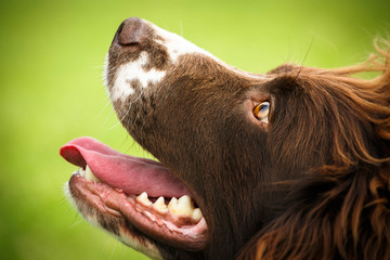 Spaniel looking up