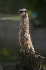 Meerkat standing.