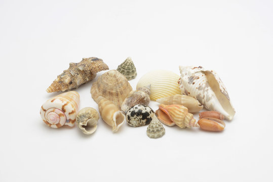 Conchas y caracolas marinas