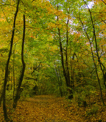 Autumn bright forest