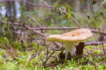 Emerging from the trees in the forest of mushrooms