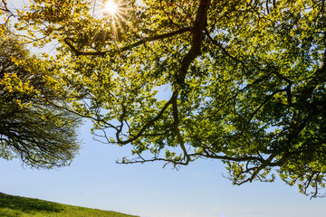 Goldener Herbst - Die Sonne scheint durch die Blätter - Idylle