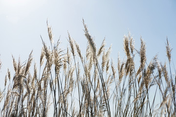 Hierbas  Gramineas al sol y a contraluz