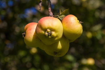 Manzanas soleadas colgando en Arbol