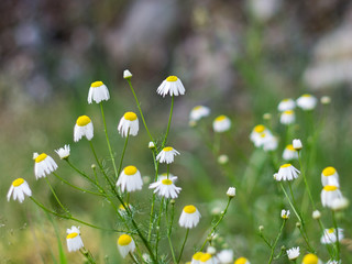 Close-up of Chamomile pharmaceutical, Matricaria chamomilla L, a medicinal herbal in the forest on a summer morning
