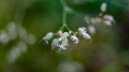 Macro image of beautiful flowers of Bladder Campion, Silene vulgaris, in the forest on a summer morning