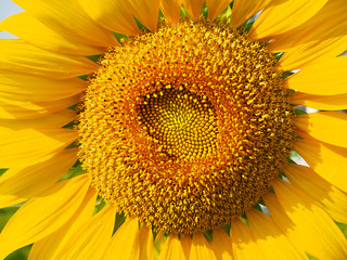 Close up sunflower 