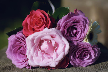 Vividly colored roses bouquet positioned on a tree trunk under strong sunlight