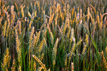 Golden Ears rye. Rich harvest. for the design.Close up.