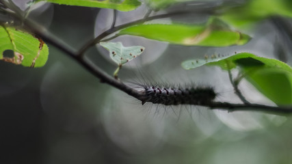 Close-up of a Gypsy Moth, or Lymantria dispar dispar, caterpillar on a stem under green leaves in the forest