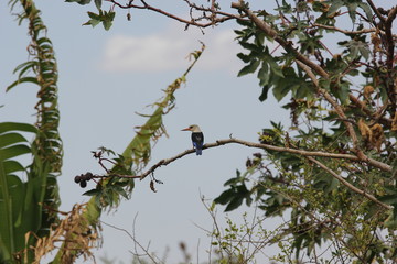 Amboseli National Park Kenya Safari