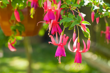 Fuchsia flowers