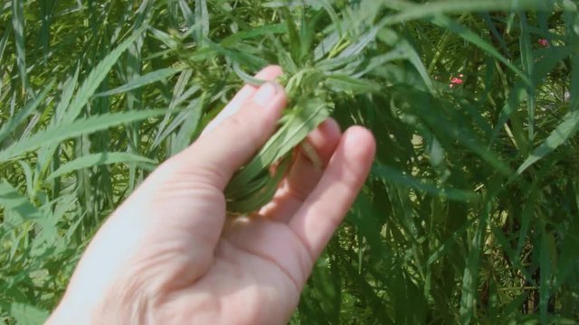 Closeup of a human hand on growing marijuana plant