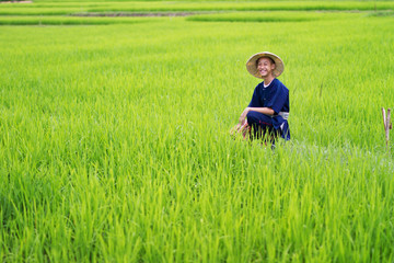 Naklejka na ściany i meble Happy Farmer working in green rice fields