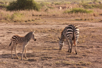 Fototapeta na wymiar Amboseli National Park Kenya Safari