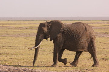 Fototapeta premium Amboseli National Park Kenya Safari