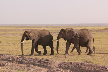 Fototapeta premium Amboseli National Park Kenya Safari