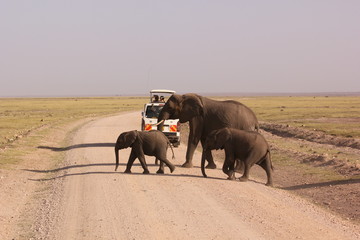 Amboseli National Park Kenya Safari