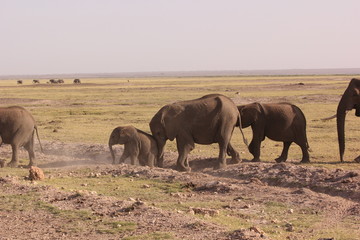 Fototapeta premium Amboseli National Park Kenya Safari