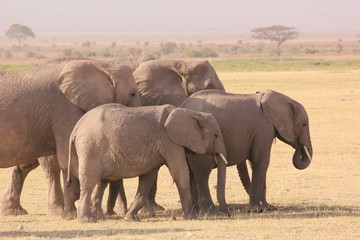 Fototapeta premium Amboseli National Park Kenya Safari