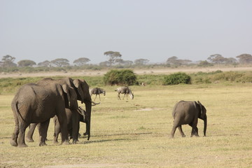 Obraz premium Amboseli National Park Kenya Safari