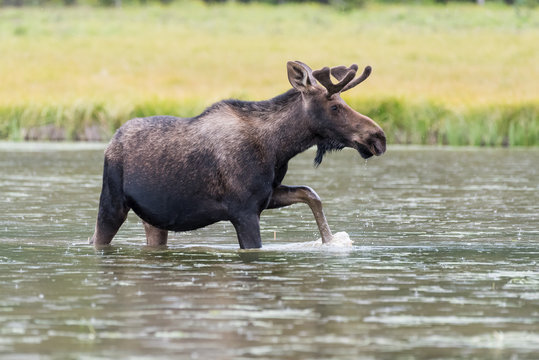 Shiras Bull Moose of The Colorado Rocky Mountains
