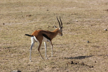 Amboseli National Park Kenya Safari