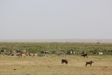 Naklejka na ściany i meble Amboseli National Park Kenya Safari