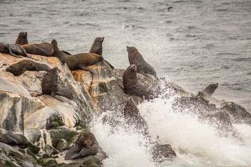 Sea Lions in the Wild, located in Ushuaia, Patagonia, Argentina