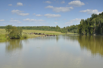 Летний пейзаж в солнечную погоду. Лето, Россия, жара, пруд, водоем, небо, природа, облака 
