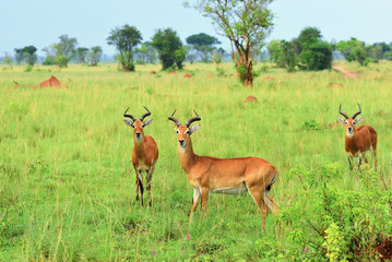 Naklejka na ściany i meble Antelopes reedbuck, Uganda, Africa