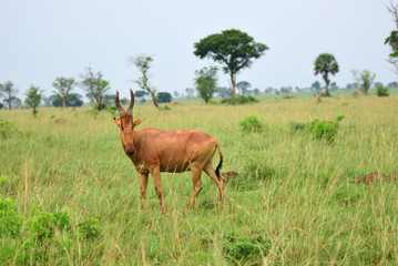 Naklejka na ściany i meble Lelwel Hartebeest antelope, Uganda