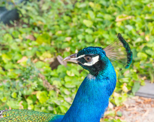 Obraz premium Portrait of a beautiful peacock in nature park, photo of wild animals. Peacock with a beautiful blossomed tail.