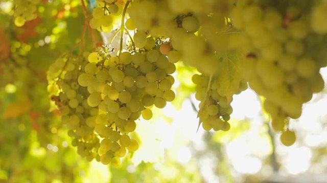 Closeup of green grapes on a vine on a sunny day