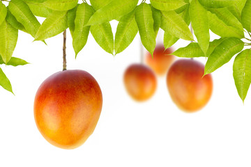 Mango on tree isolated white background