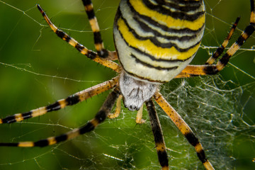 Wespenspinne, Spider, Wasp