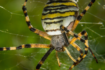 Wespenspinne, Spider, Wasp
