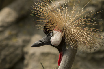 Fototapeta premium Crowned Crane