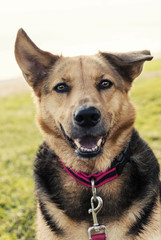 Fototapeta premium Adorable floppy eared German shepherd dog mixed breed portrait