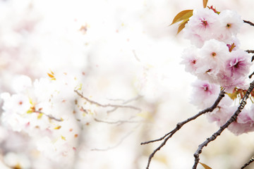 beautiful pink cherry blossom (sakura) flower and with vintage japan style background