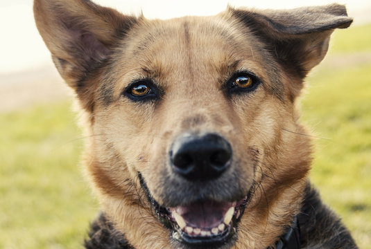 Adorable floppy eared German shepherd dog mixed breed portrait
