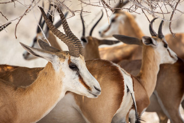 Portrait d& 39 antilope hors du troupeau !